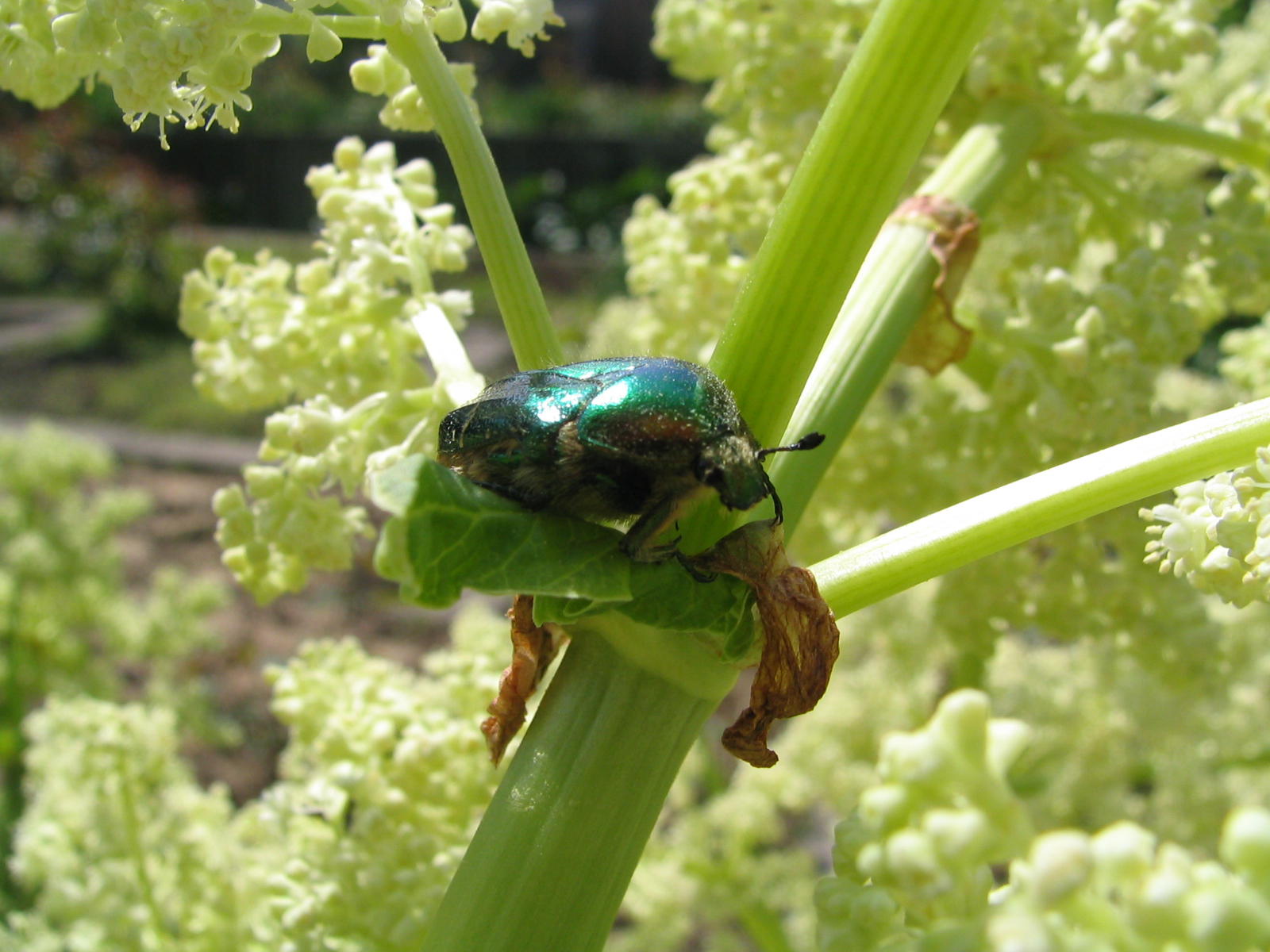 Fonds d'cran Animaux Insectes - Divers 