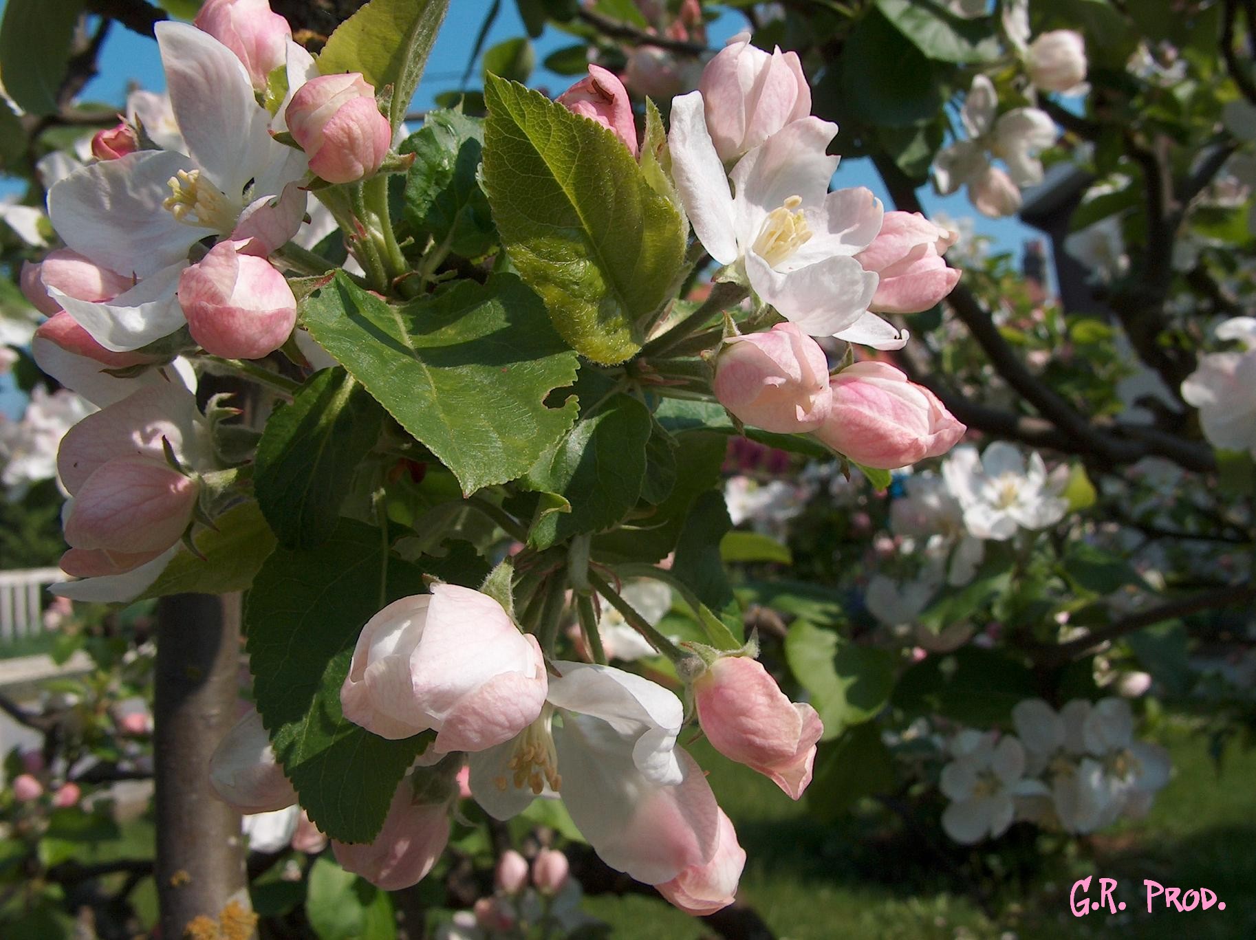 Wallpapers Nature Flowers 