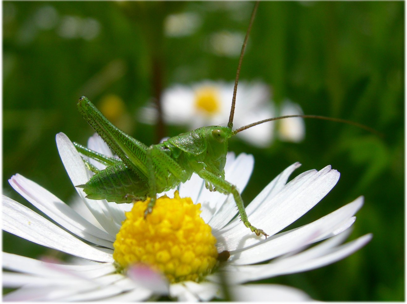 Fonds d'cran Animaux Insectes - Sauterelles et Criquets sauterelle