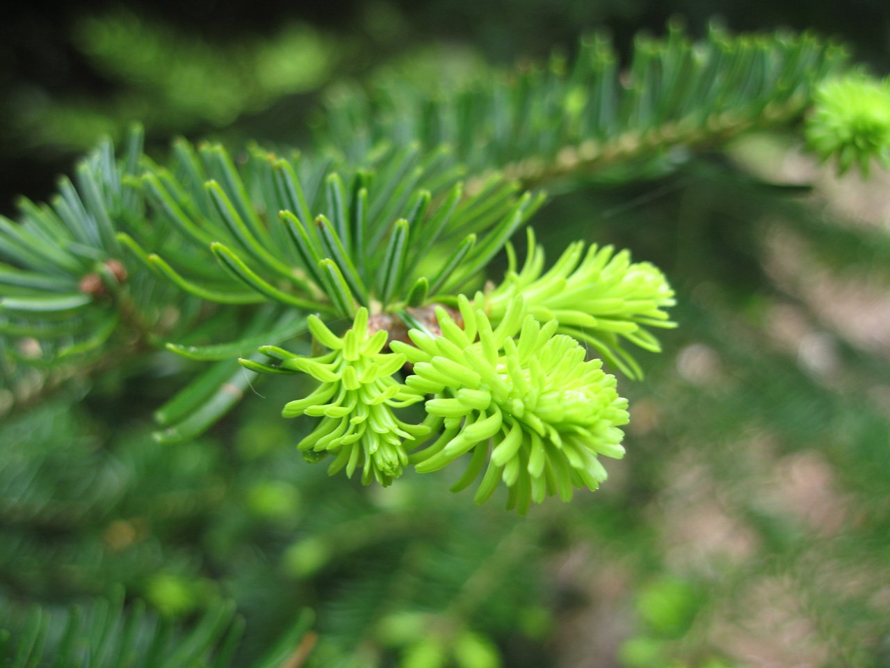 Fonds d'cran Nature Arbres - Forts Petite pousse