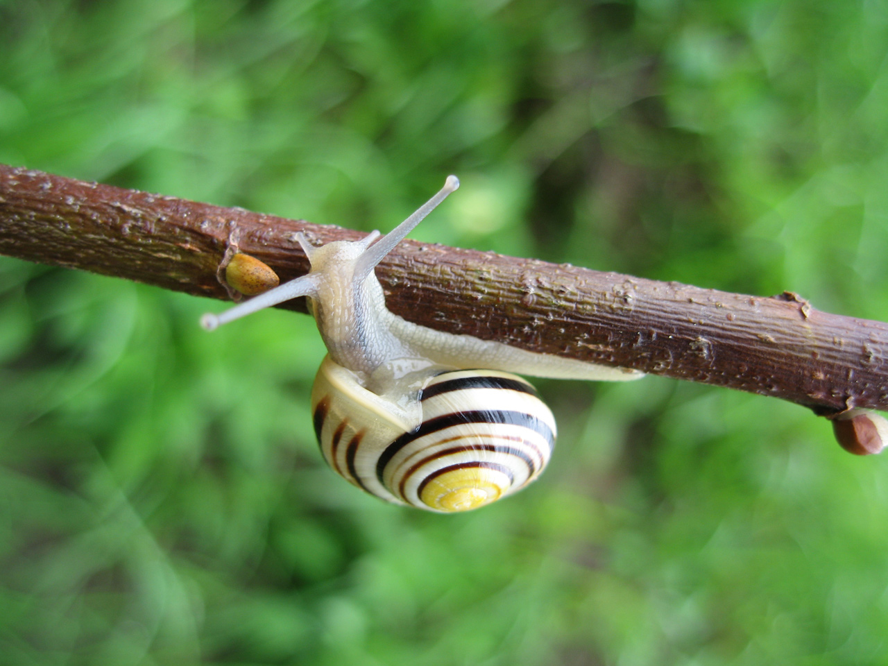 Wallpapers Animals Snails - Slugs Escargot des bois