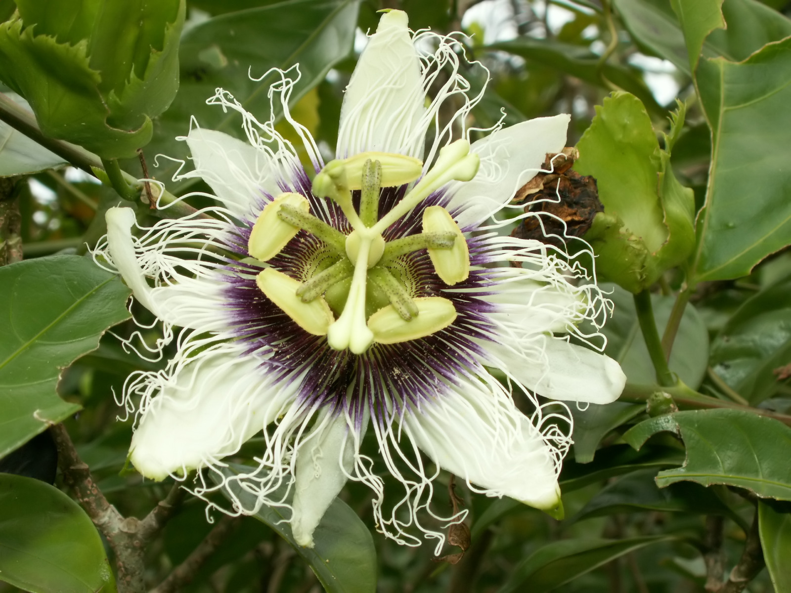 Wallpapers Nature Flowers Fleur de maradujda