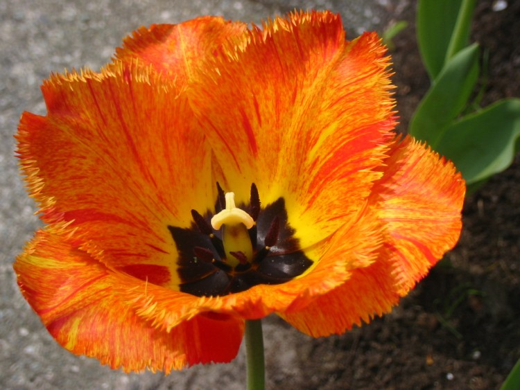 Fonds d'cran Nature Fleurs Tulipe dentele