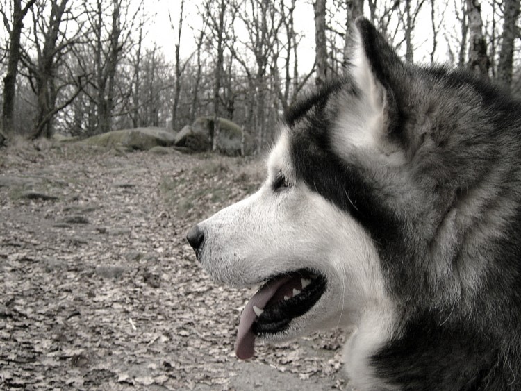 Wallpapers Animals Dogs malamute d'alaska