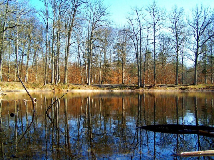 Fonds d'cran Nature Arbres - Forts MARE AUX EVEE