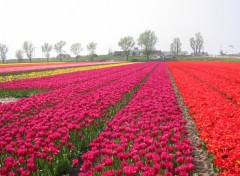 Fonds d'cran Nature Champs de tulipes en Hollande