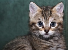 Fonds d'cran Animaux petit chaton