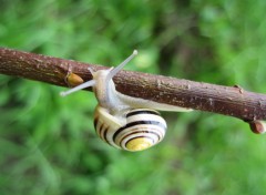 Fonds d'cran Animaux Escargot des bois