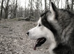 Fonds d'cran Animaux malamute d'alaska