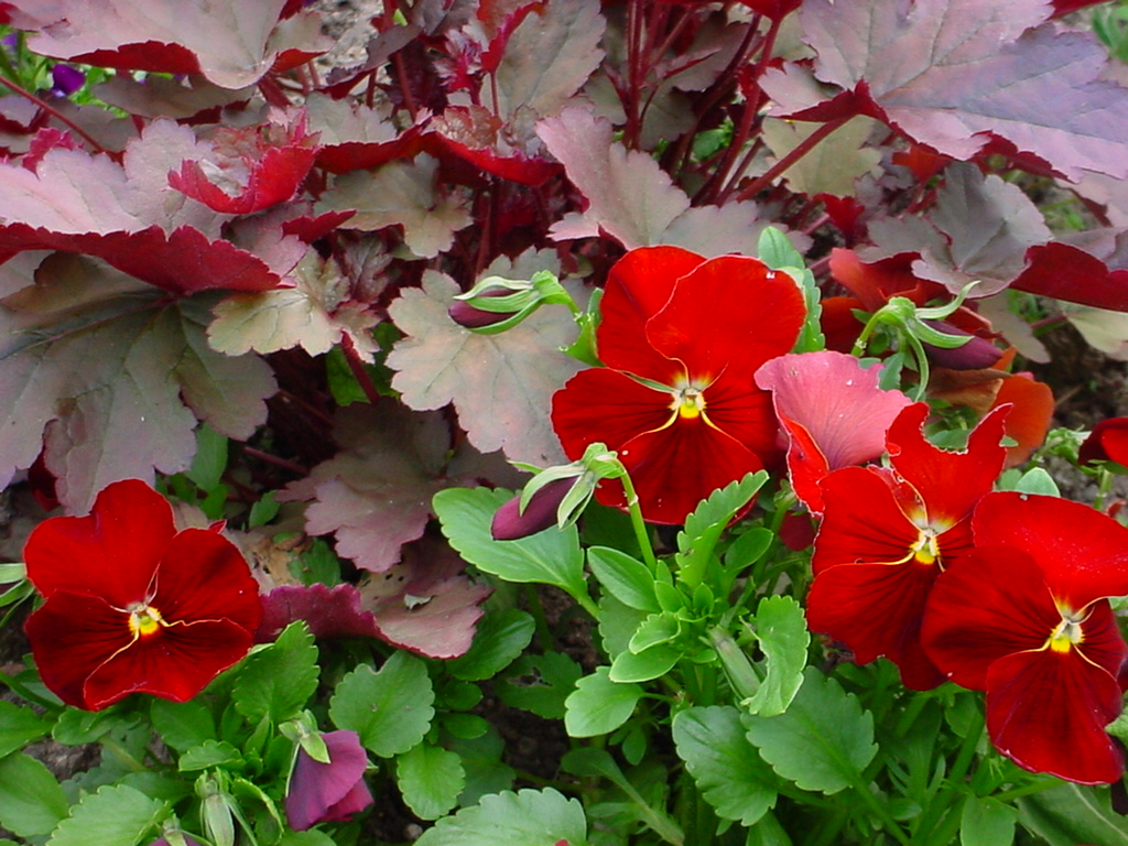 Wallpapers Nature Flowers fleurs de mon jardin