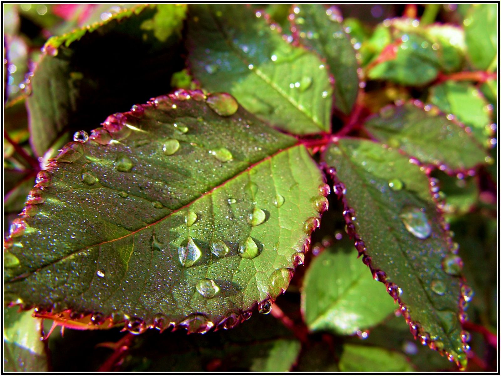 Fonds d'cran Nature Feuilles - Feuillages Feuille de rosier