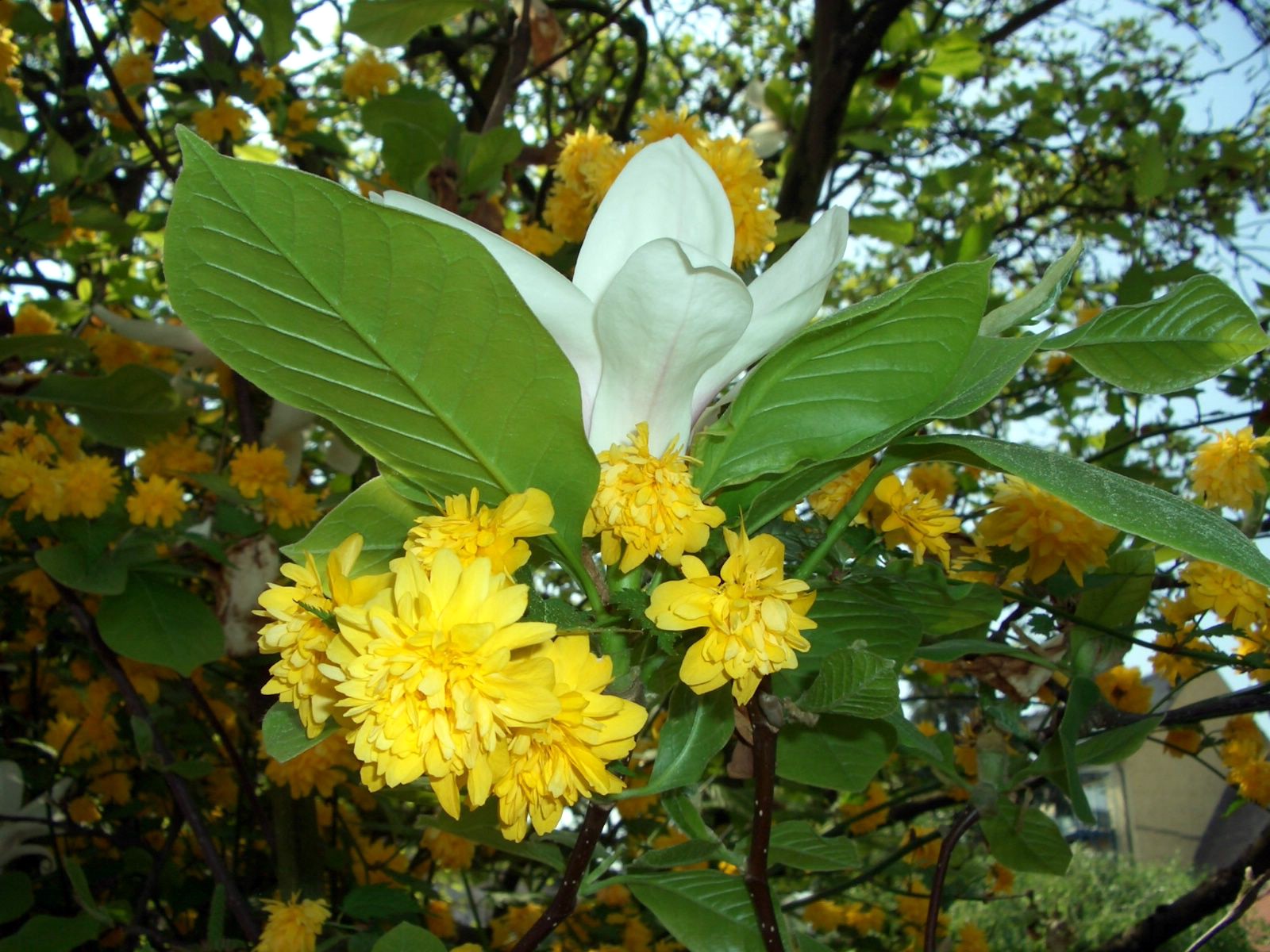 Wallpapers Nature Flowers Cohabitation