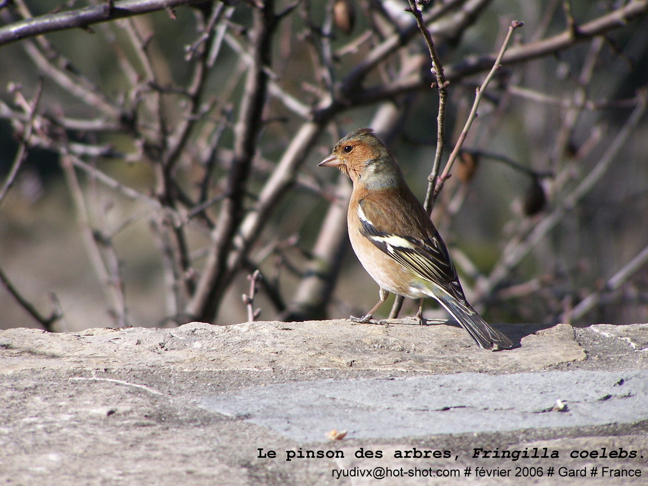 Fonds d'cran Animaux Oiseaux - Pinsons Le pinson des arbres