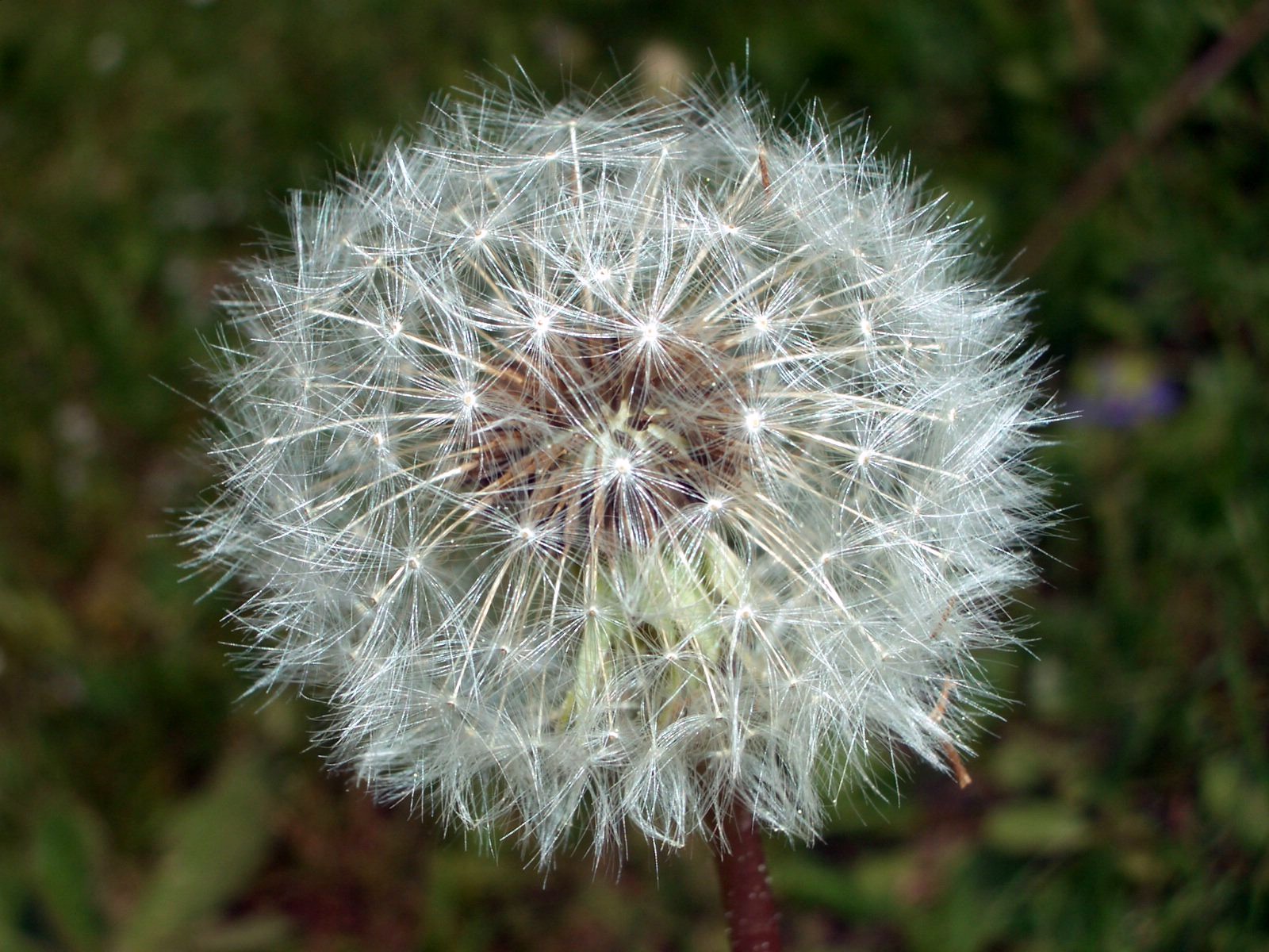 Fonds d'cran Nature Fleurs Sphre d'aknes  aigrettes