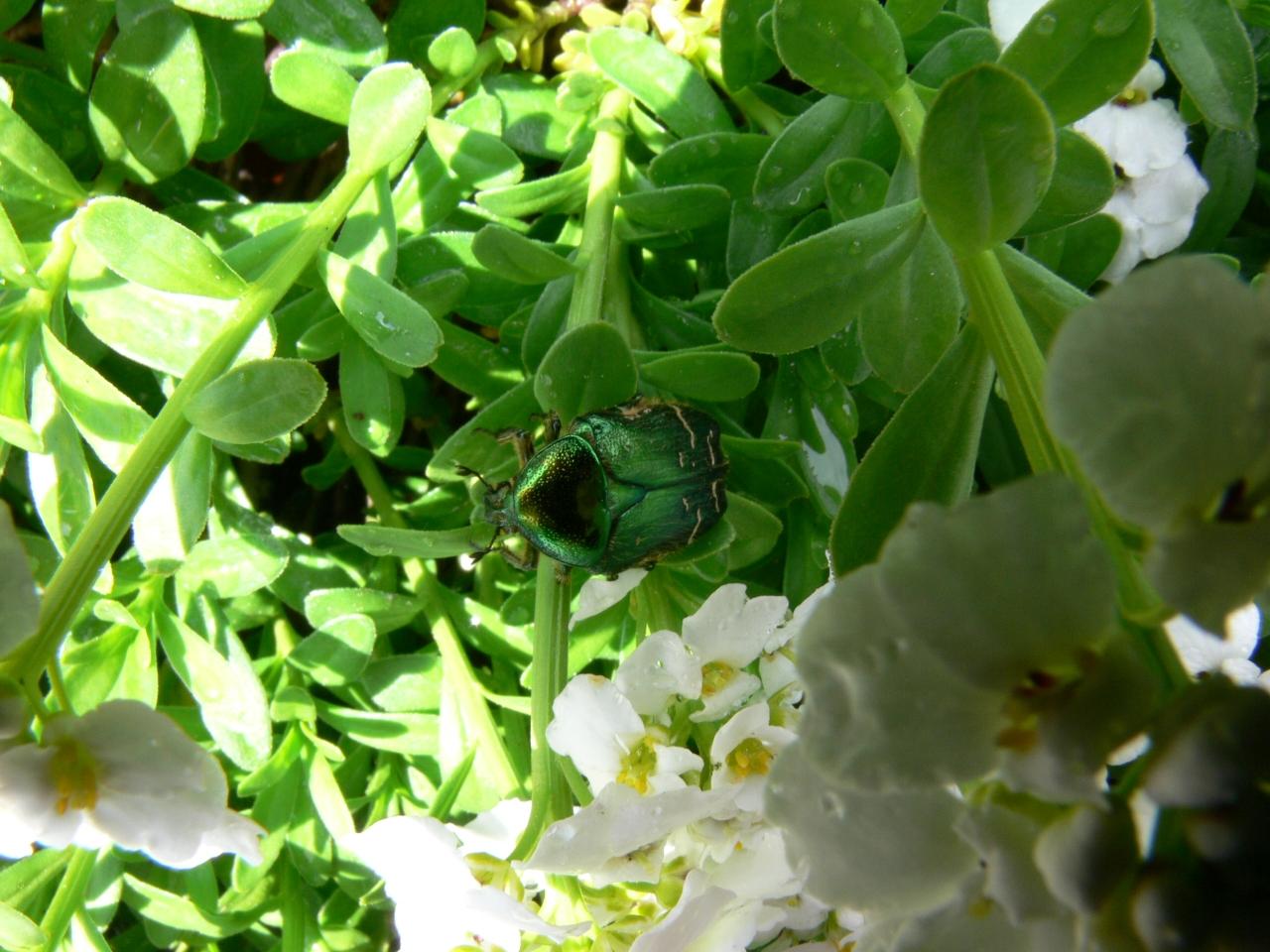 Fonds d'cran Animaux Insectes - Divers 