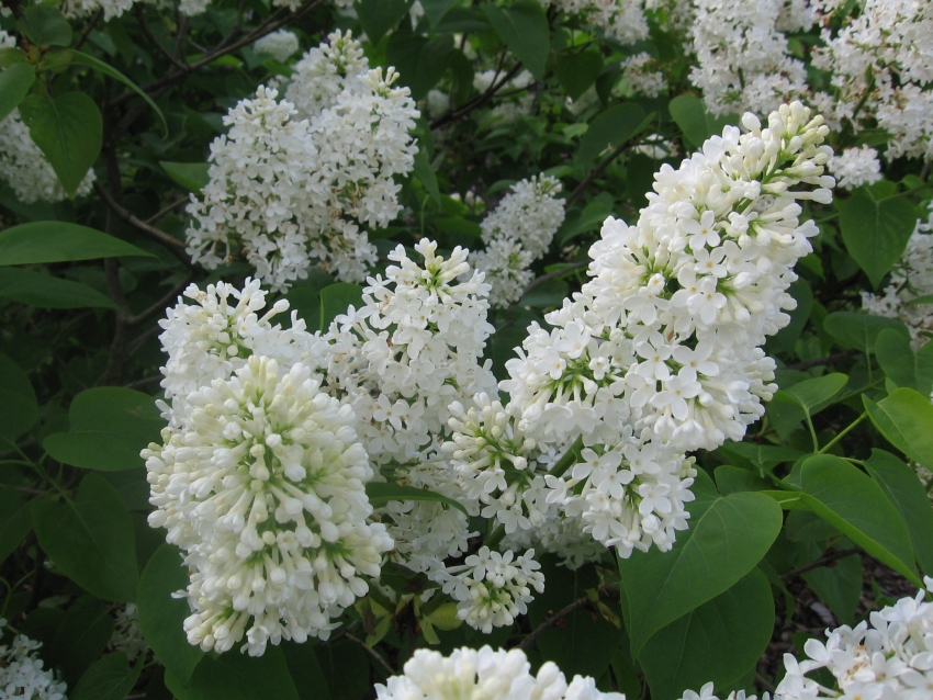 Wallpapers Nature Flowers Lilas blanc