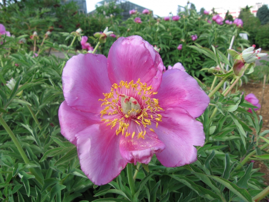 Fonds d'cran Nature Fleurs 