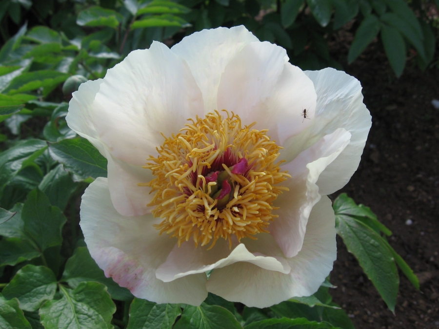 Fonds d'cran Nature Fleurs Paeonia