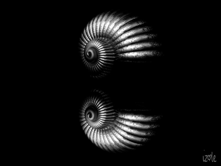 Wallpapers Digital Art 3D - Bryce coquillage noir