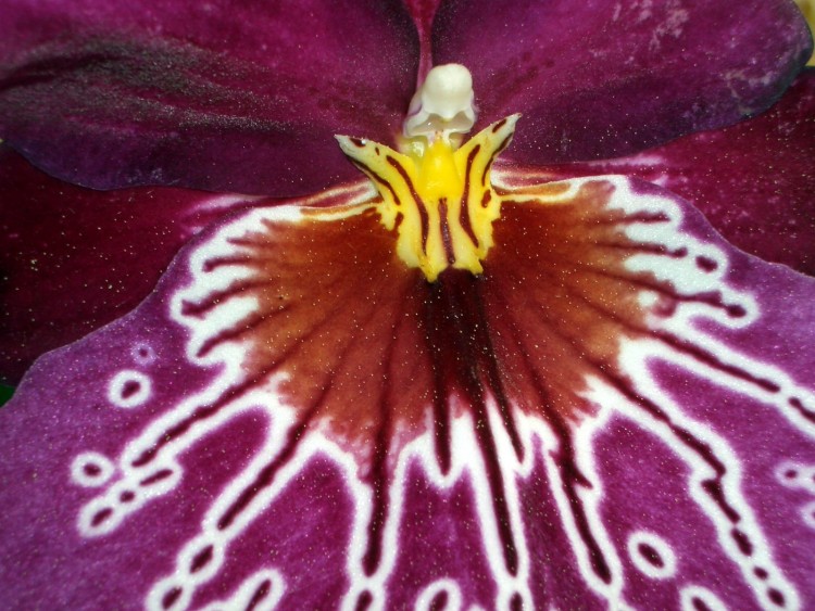 Fonds d'cran Nature Fleurs Orchide