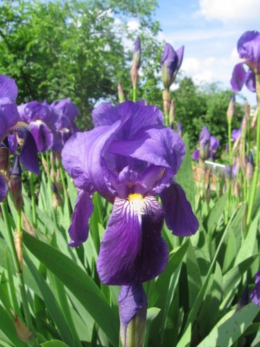 Fonds d'cran Nature Fleurs Iris violet