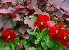 Fonds d'cran Nature fleurs de mon jardin