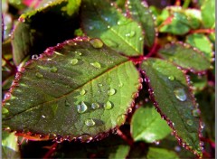 Fonds d'cran Nature Feuille de rosier