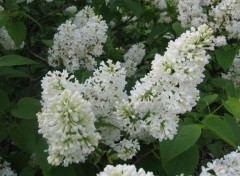 Fonds d'cran Nature Lilas blanc