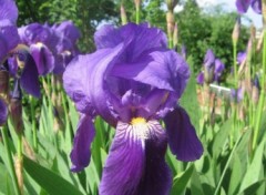 Fonds d'cran Nature Iris violet