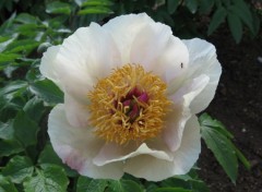 Fonds d'cran Nature Paeonia