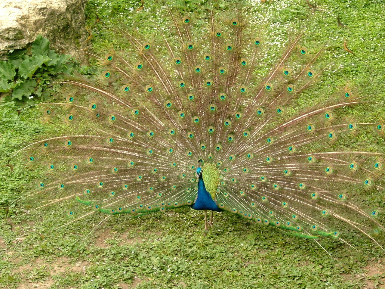 Fonds d'cran Animaux Oiseaux - Paons paon