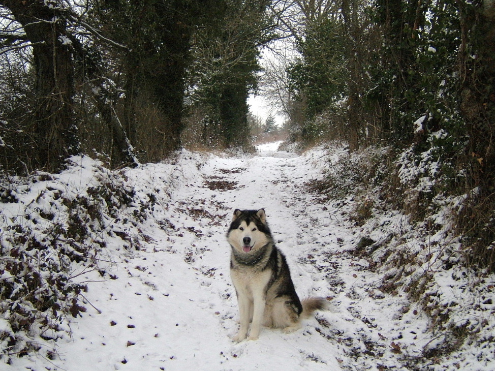 Fonds d'cran Animaux Chiens lucky