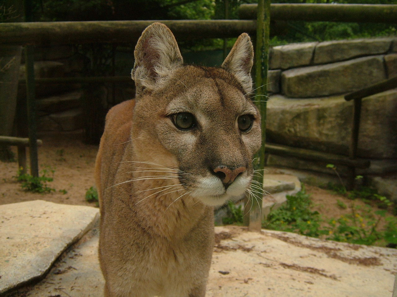 Wallpapers Animals Felines - Pumas un puma