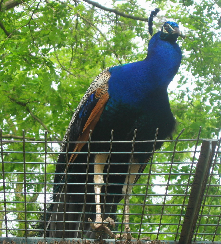 Fonds d'cran Animaux Oiseaux - Paons Monsieur domine