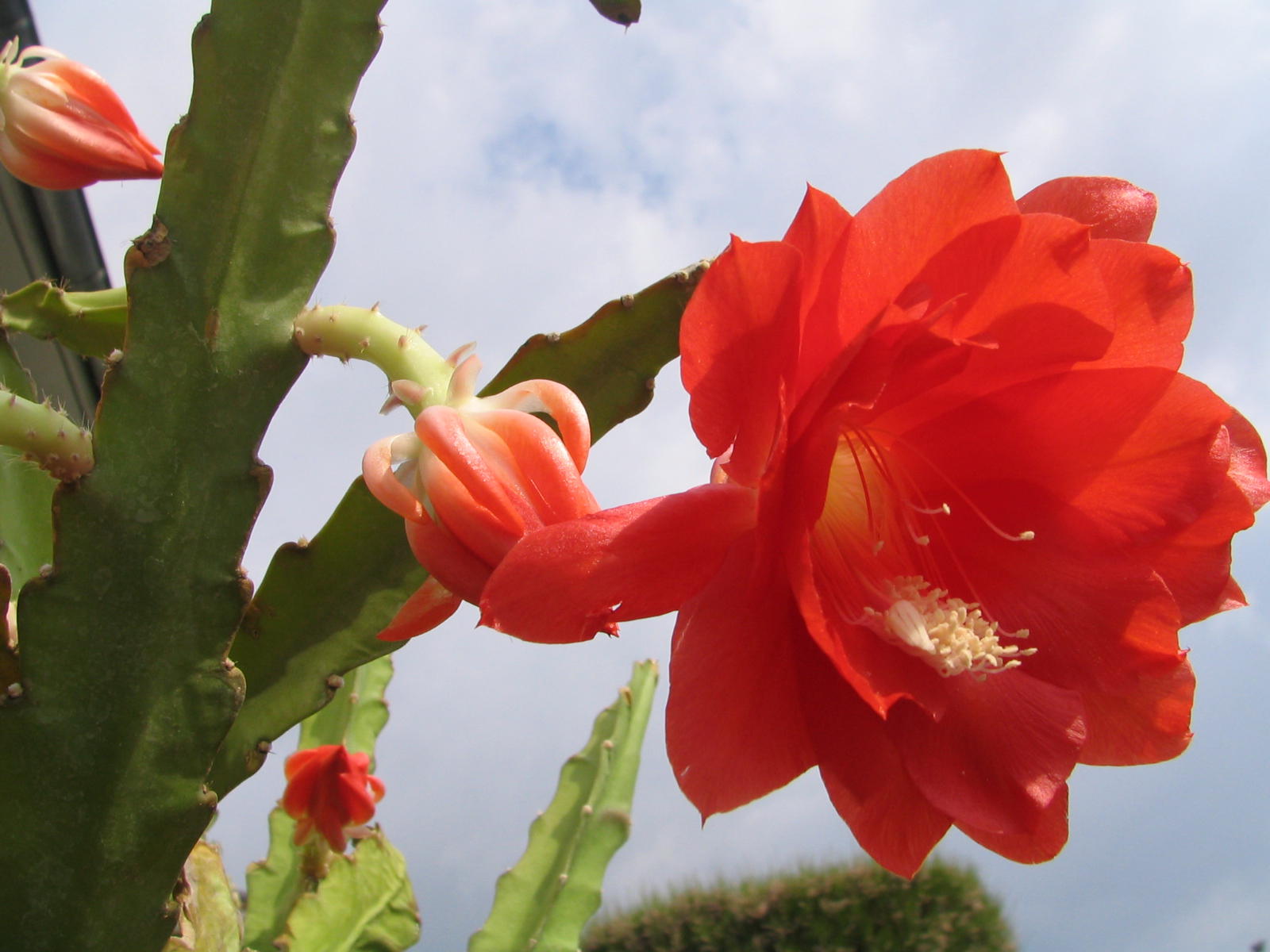 Fonds d'cran Nature Fleurs 