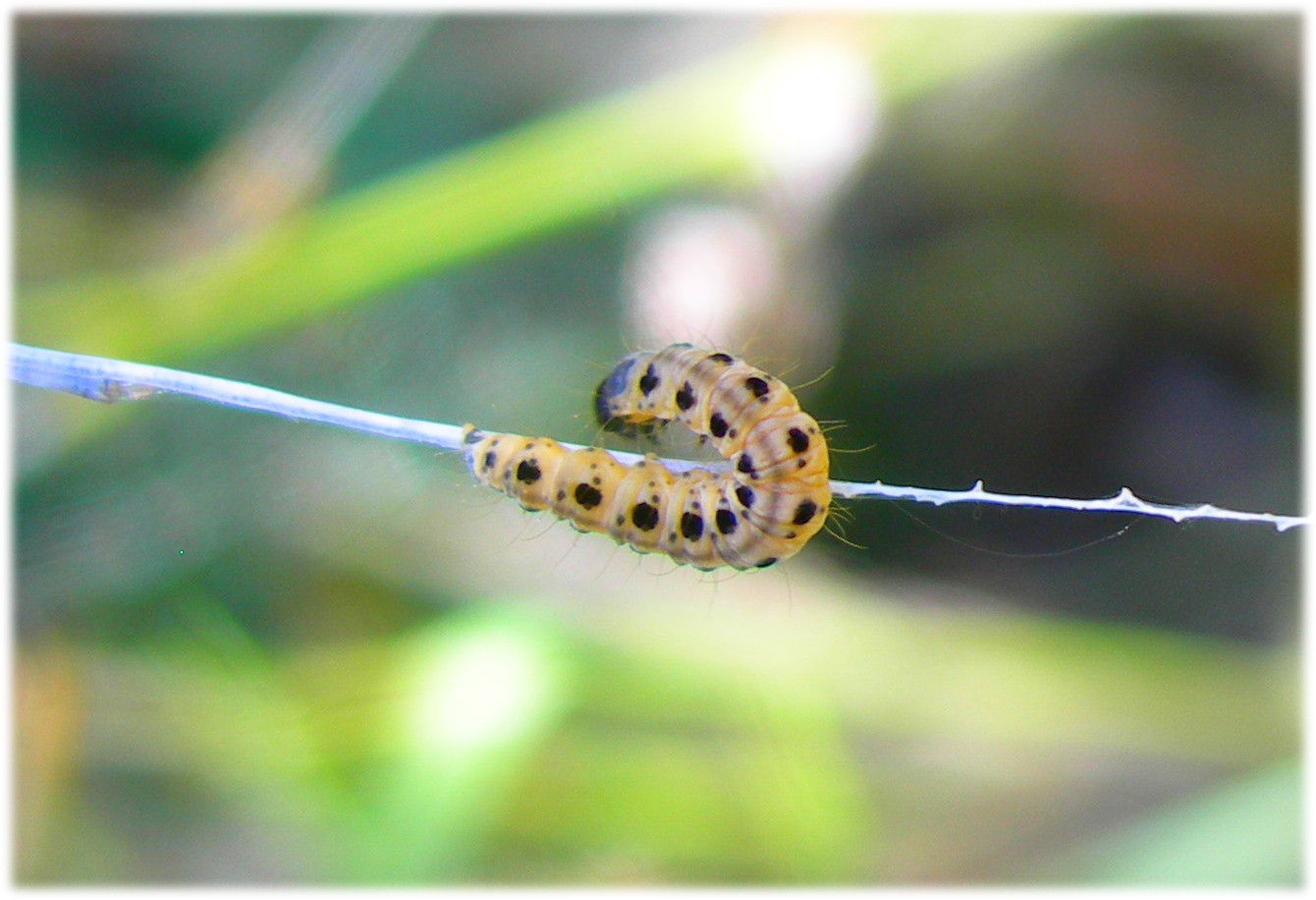 Wallpapers Animals Insects - Caterpillars chenille