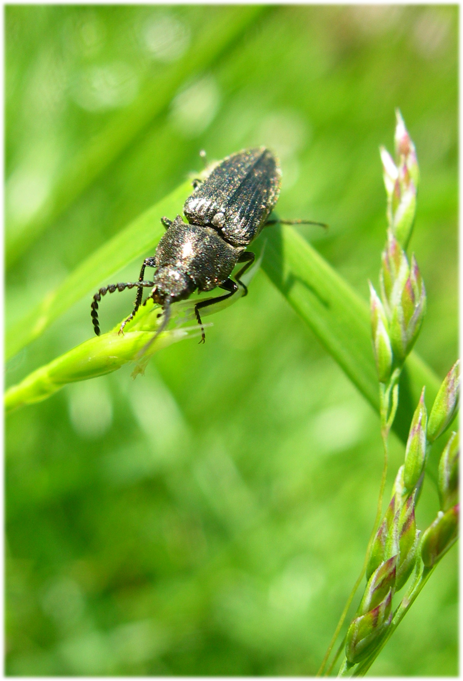 Fonds d'cran Animaux Insectes - Divers 