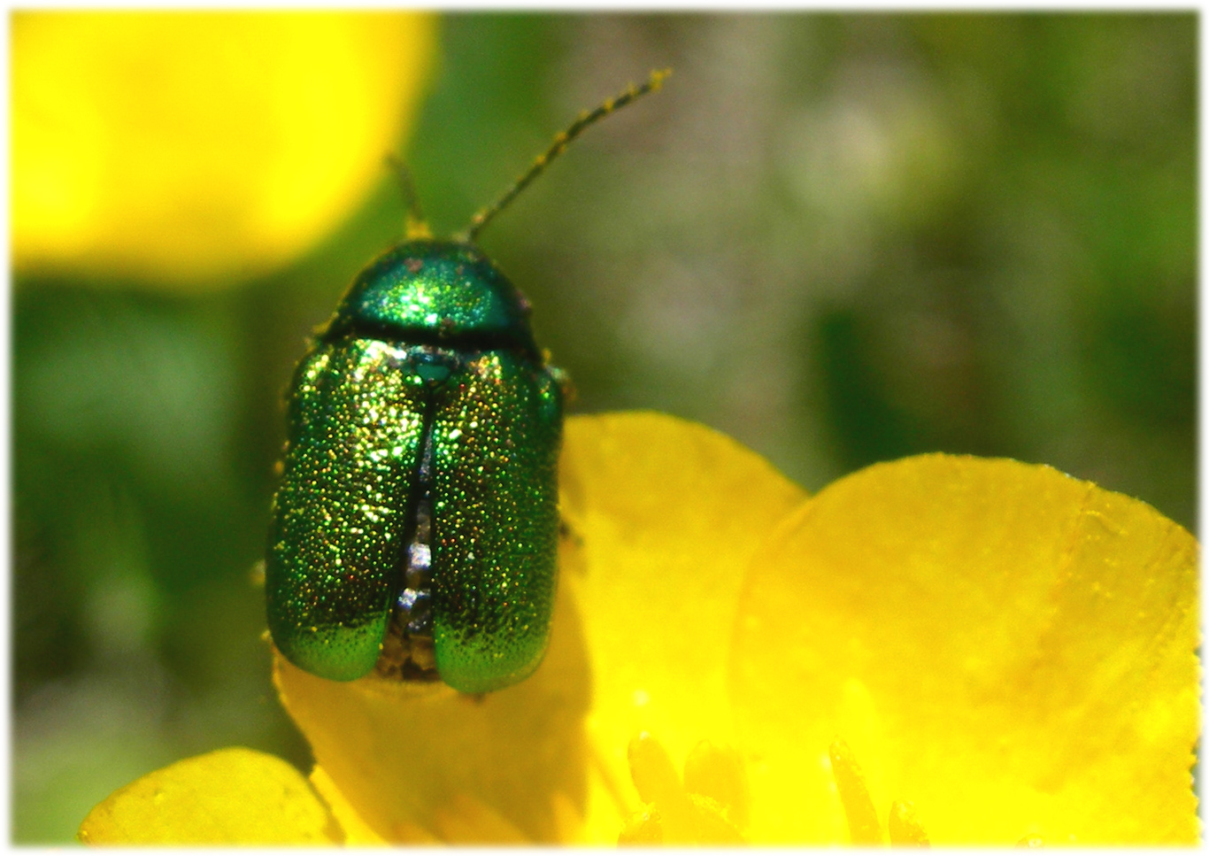 Wallpapers Animals Insects - Beetles petit scarabe