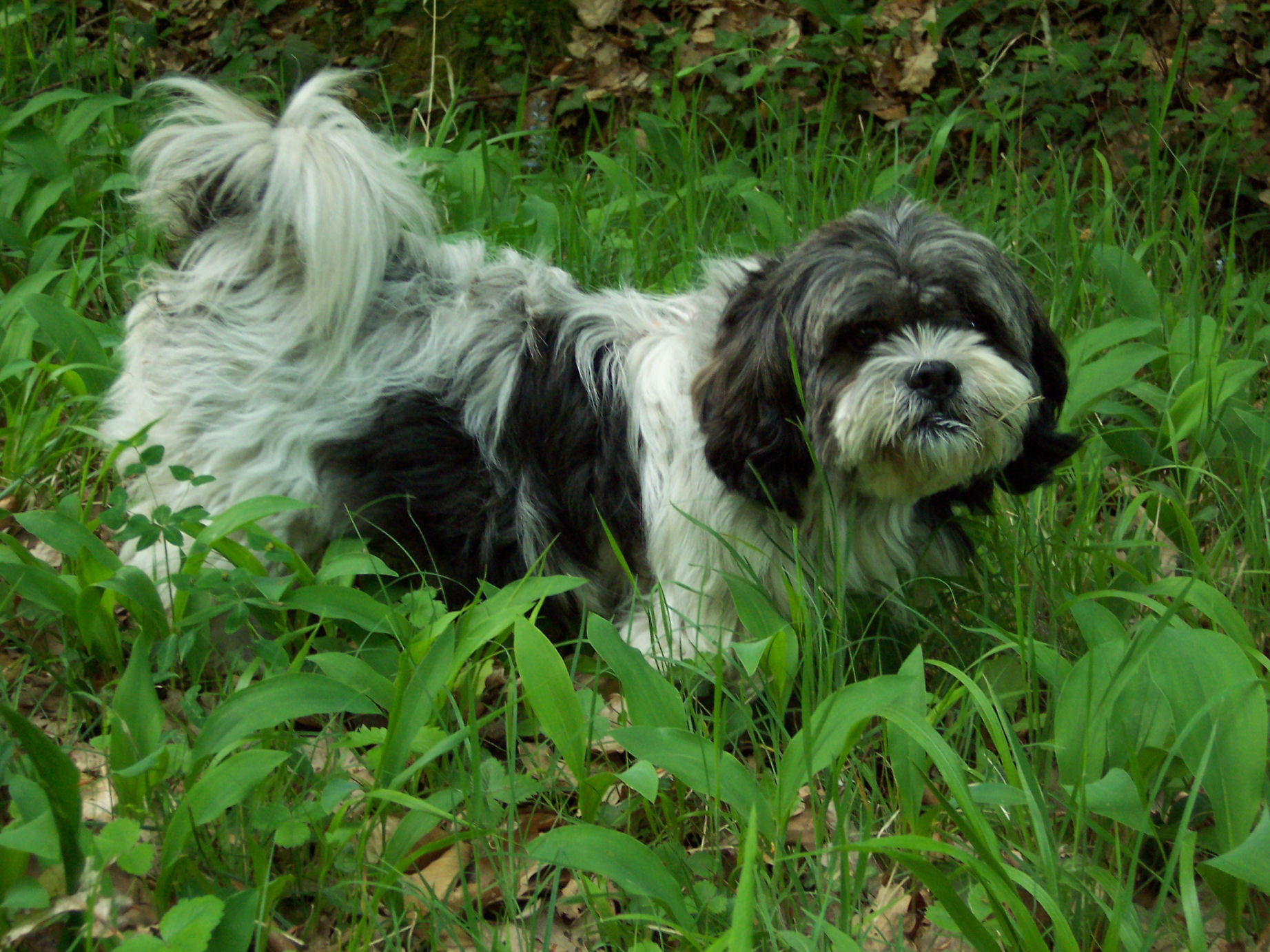 Fonds d'cran Animaux Chiens Ruby