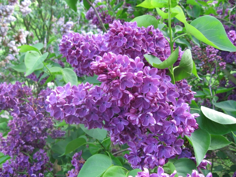 Wallpapers Nature Flowers Lilas mauve