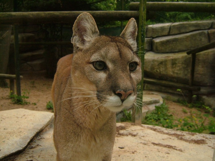 Wallpapers Animals Felines - Pumas un puma