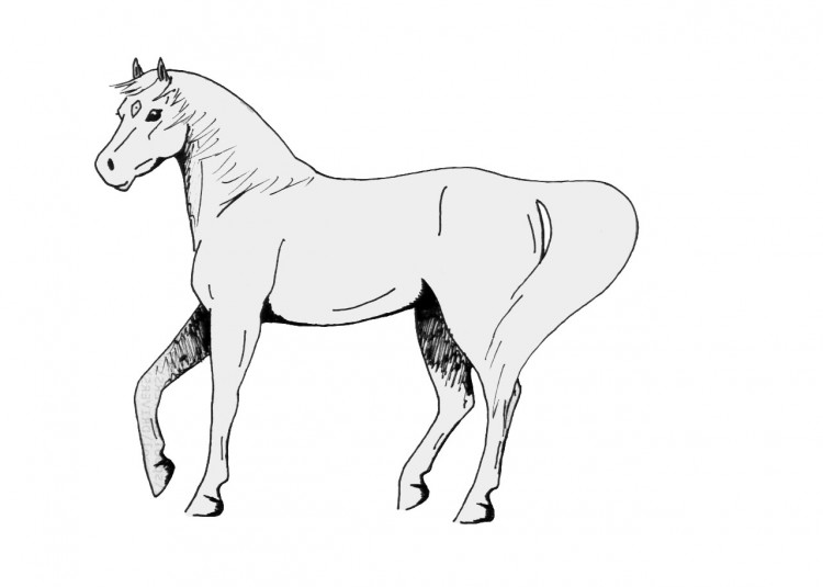 Wallpapers Art - Pencil Animals - Horses Shadow