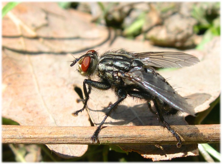 Fonds d'cran Animaux Insectes - Mouches mouche d'anne