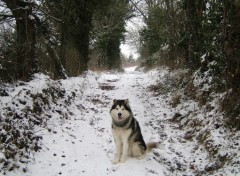 Fonds d'cran Animaux lucky