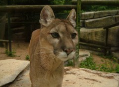 Fonds d'cran Animaux un puma