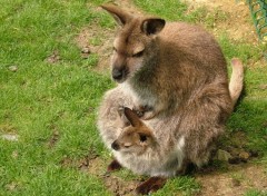 Fonds d'cran Animaux une mre et son petit