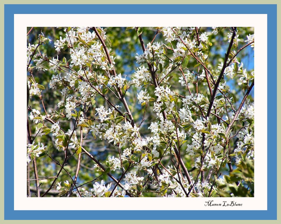 Wallpapers Nature Flowers 