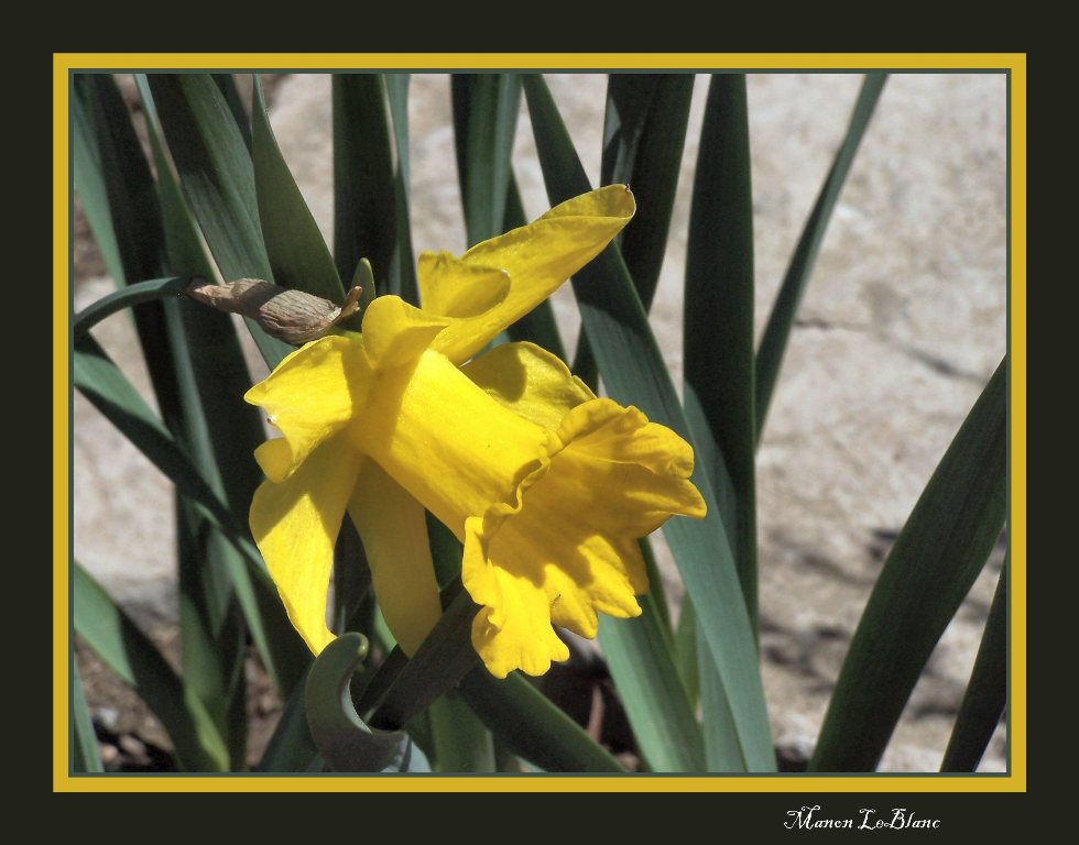 Fonds d'cran Nature Fleurs 