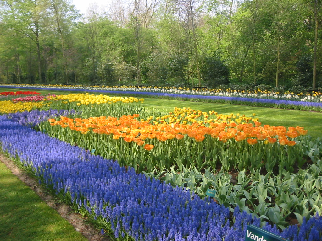 Fonds d'cran Nature Parcs - Jardins Parc floral  Keukenhof (Hollande) (1)