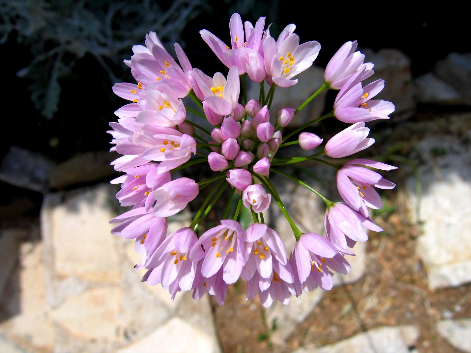 Fonds d'cran Nature Fleurs Agapanthe